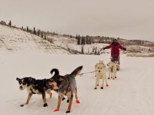 hundeschlittefahrt im yukon