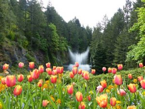 buchart gardens victoria bunte tulpen