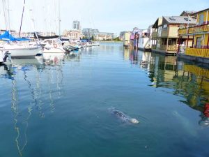 fishermans wharf hausboote victoria